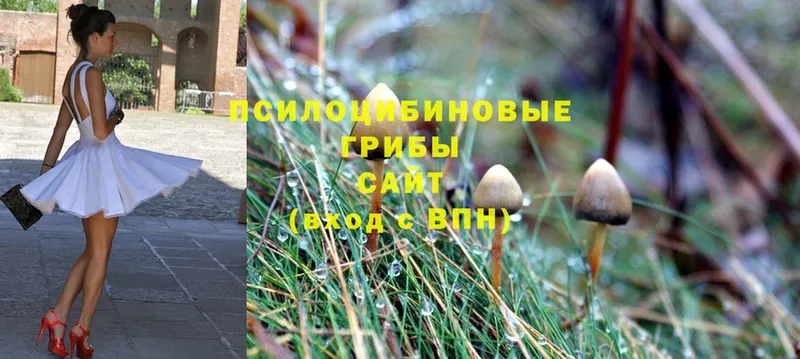 цена наркотик  Тулун  Псилоцибиновые грибы MAGIC MUSHROOMS 